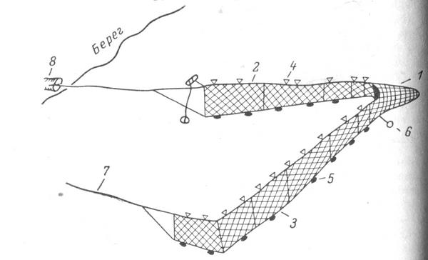 Рис. 1. Летняя установка сельдяного невода (Кандалакшский берог). 1 — матица; 2 — бережная (стеновая) сеть; 3 — голоменная сеть; 4 — поплавки («паутива»); 5 — грузила («кибасья»); 6 — сторожевой знак («ловдус»); 7 — веревка, за которую вытягивают невод («ужище»); 8 — расщепленное полено, в которое зажимается конец стеновой сети («шипец»).