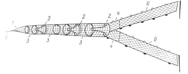 Рис.2. Зимняя установка сельдяной мережи (Поморский берег). 1 - матица («кут», «чупа»); 2 — горла («языки»); 3 — расстояние между ободами («промежки»); 4 — сетки входного отверстия («завод», «разъезд»); 5 — веревка, с помощью которой матица крепится на якорь; 6 — «крылья» мережи.