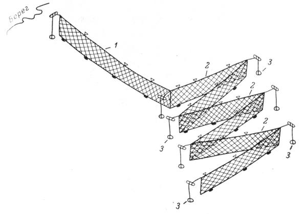 Рис. 3. Семужьи гаровки (Карельский берег). 1 стеновая сеть; 2 — сети, образующие колена («хоботы»); 3 — грузила («кубасы»).