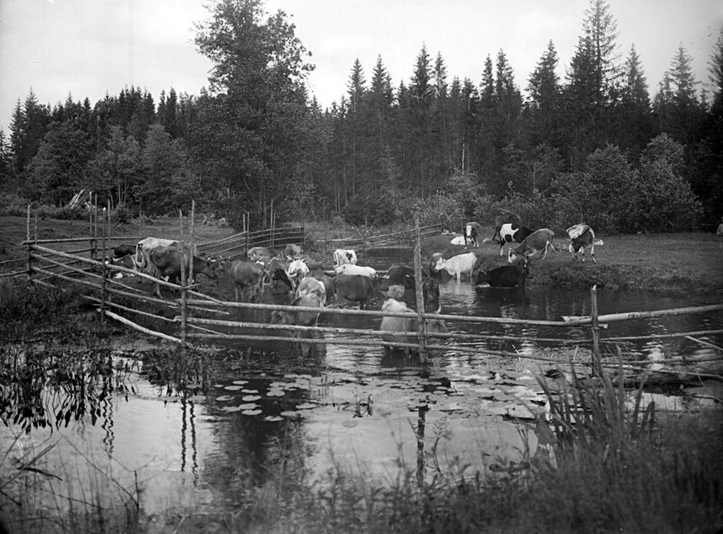 18Вид реки Волги на четвертой версте, вид прудов. 1903 г. Тверская губерния.